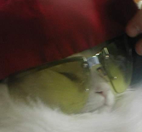 Tyrkisk Van Oliver - Hehe. Meget useriøst billede! :) billede 2