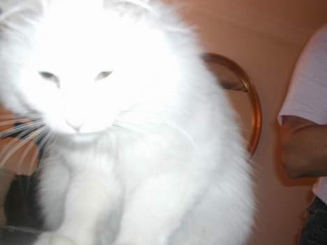 Tyrkisk Van Oliver billede 3