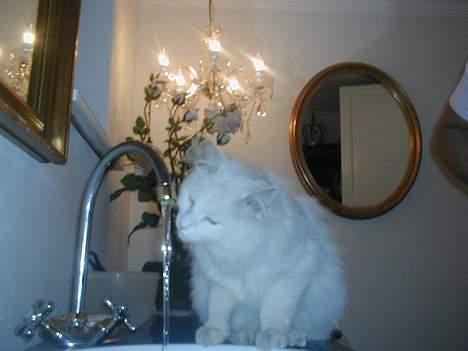 Tyrkisk Van Oliver billede 4