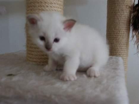 Hellig Birma Europa - (død 13/3-06) - Lille Europa... Hun er da ikke til at stå for :) billede 9