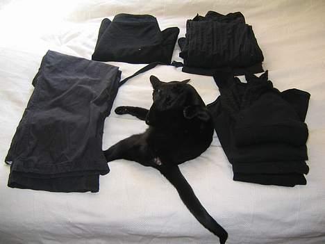 Orientaler Møgkat Nox - Hvad er tøj og hvad er kat? billede 13