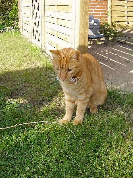 Blanding af racer Oliver - efter pinden! efter pinden! eeeeefter piiiiiiiiiiiinden!!! billede 1