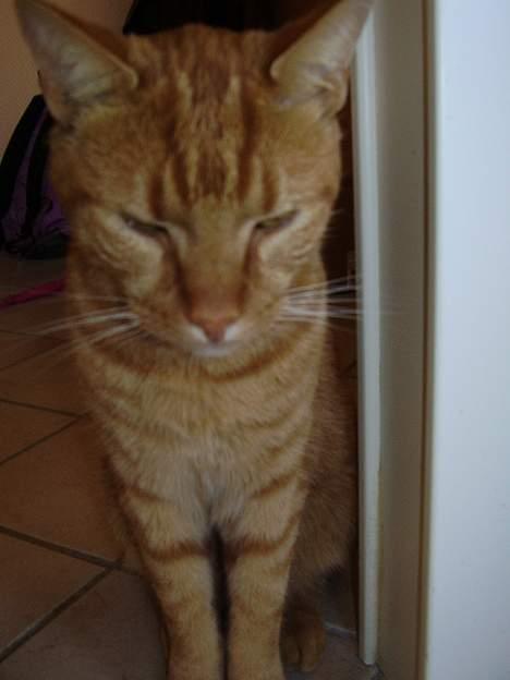 Blanding af racer Oliver - Det er ikke altid let at fange opmærksomheden hos en kat :0)) billede 2