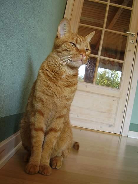 Blanding af racer Oliver - Jeg er da en lækker mis!!! billede 3