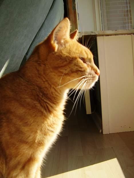 Blanding af racer Oliver - Jeg kan se en pipfugl.... :0)) billede 4