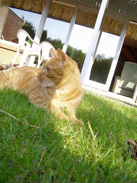 Blanding af racer Oliver - Må jeg ikke snart løbe min vej??? billede 5