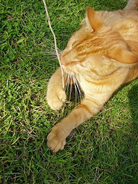 Blanding af racer Oliver - GNAM JAM GNAM MUMS! billede 6