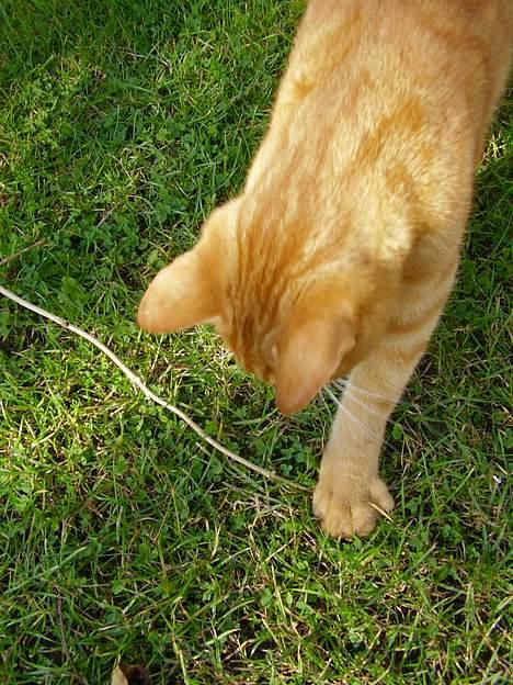 Blanding af racer Oliver - Hov den smuttede ud mellem tærene :- ) billede 7