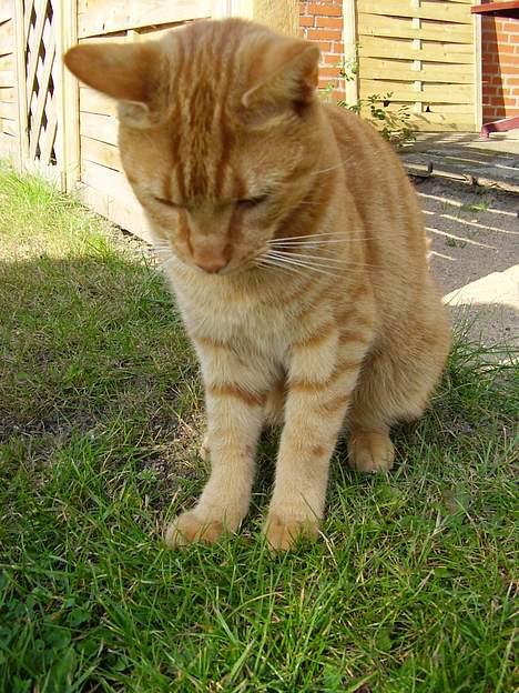 Blanding af racer Oliver - Ude i solen... billede 8