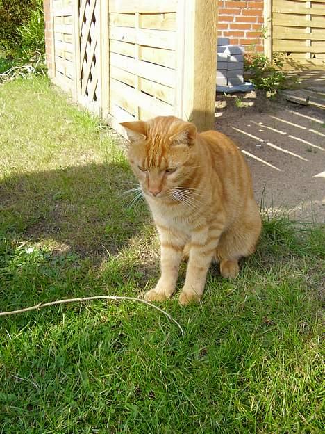 Blanding af racer Oliver - Min lille solstråle :0)) billede 9