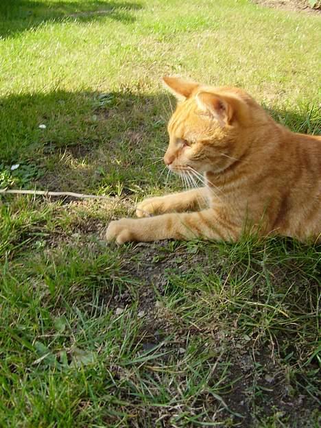 Blanding af racer Oliver - Jeg har mit helt eget tag-selv-bord i haven! EN FISKEDAM! billede 10