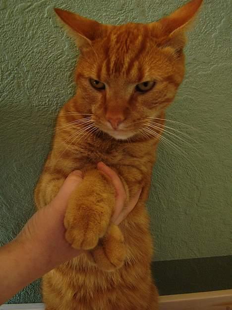 Blanding af racer Oliver - HJÆLP! jeg gider ikke have at i tager billeder af mig! billede 11