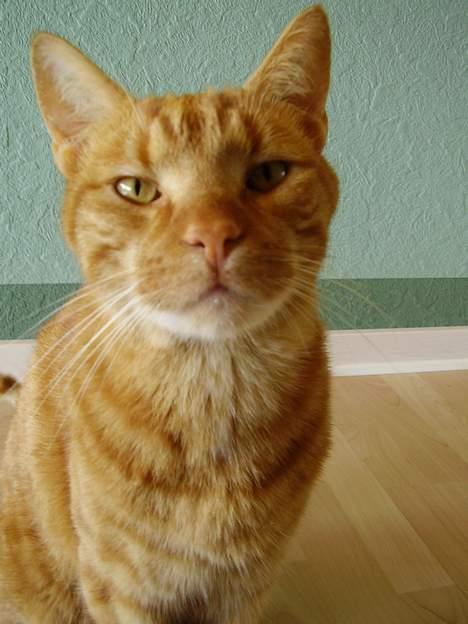 Blanding af racer Oliver - må jeg få en fisk??? be om? billede 12