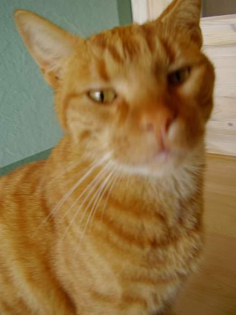 Blanding af racer Oliver - hvad var det der blitzede??? billede 13