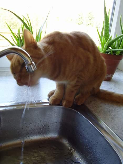 Blanding af racer Oliver - Slurp! billede 14