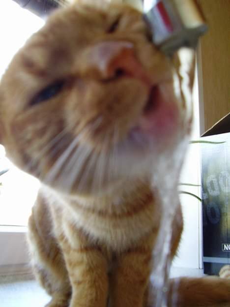 Blanding af racer Oliver - Få den tingest væk fra mit fjæs når jeg drikker! billede 15