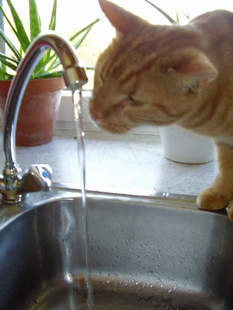 Blanding af racer Oliver - Den er  nu spændende den tingest med vandet! billede 17