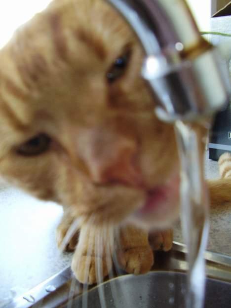 Blanding af racer Oliver - Mit helt eget drikkested! billede 18