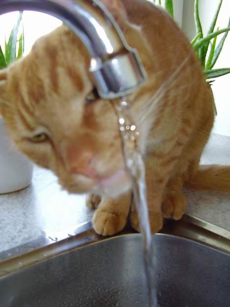 Blanding af racer Oliver - Jeg er ingen hund efter vand! billede 19