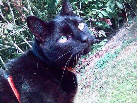 Huskat Simba.  - simba i haven! billede 1