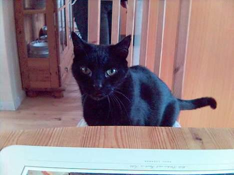 Huskat Simba.  - simba han taget fars stol igen igen! billede 2