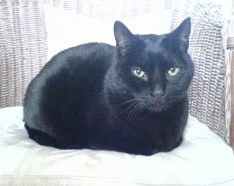 Huskat Simba.  - Simba i sin stol! billede 3