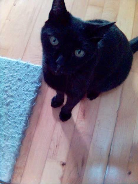 Huskat Simba.  - simba ved foden af sit krassetræ., kikker på farmand. billede 4