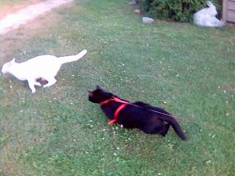 Huskat Simba.  - simba er enespænder. der må ikke komme andre katte i vores have. billede 5