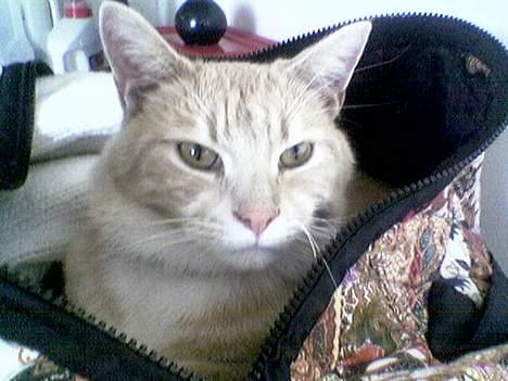 Blanding af racer Valle (er her ikke mere) - Det er altid godt at finde nogle hyggelige steder at putte billede 4