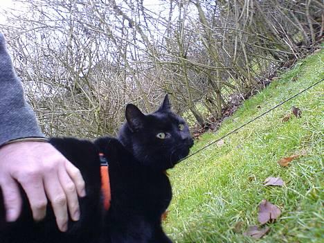 Huskat Simba.  - simba i haven, i sin snor! billede 6