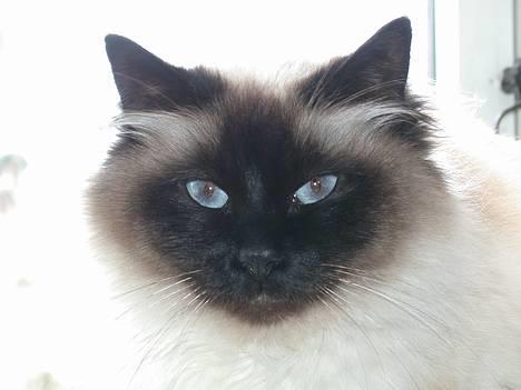 Hellig Birma Basse . - Ligger bare og nyder det hele . billede 1