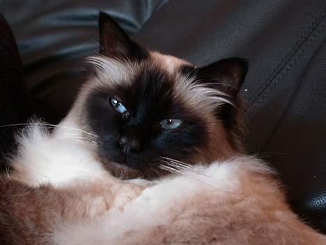 Hellig Birma Basse . - Smukke . billede 3