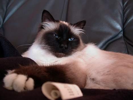 Hellig Birma Basse . - Ligger vist bare og daser . billede 4