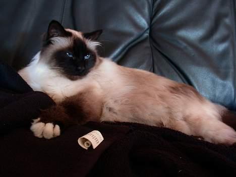 Hellig Birma Basse . - Nårh, han er så kær . billede 5