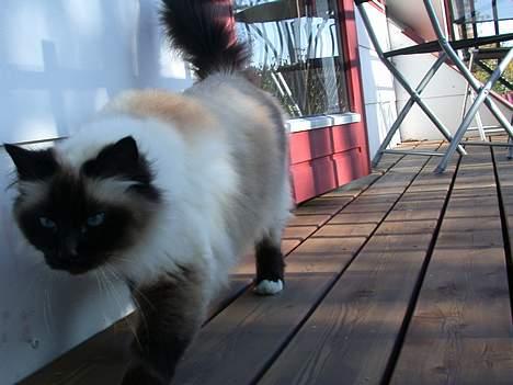 Hellig Birma Basse . billede 7