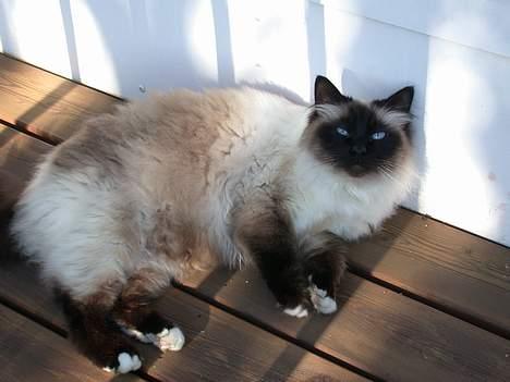 Hellig Birma Basse . billede 8