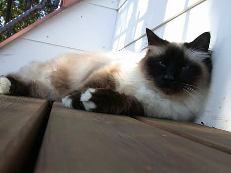 Hellig Birma Basse . billede 9