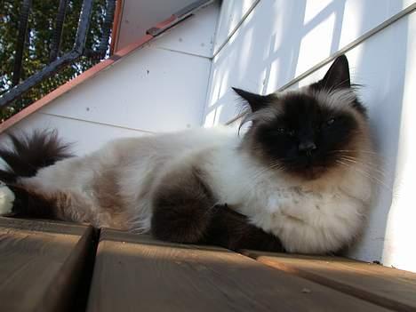 Hellig Birma Basse . billede 10