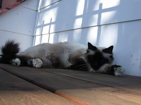 Hellig Birma Basse . billede 13