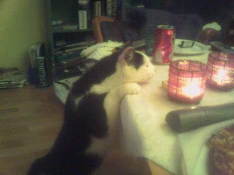 Blanding af racer Jonas - haha 8) billede 3