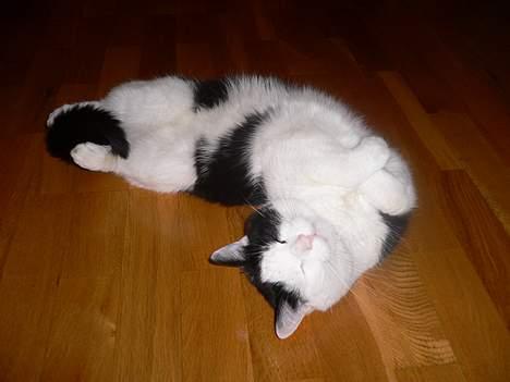 Blanding af racer Jonas - aww billede 5