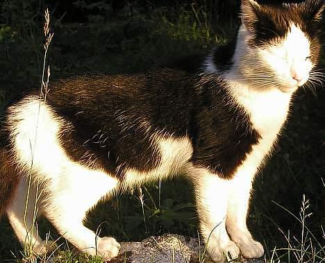 Blanding af racer Jonas billede 6