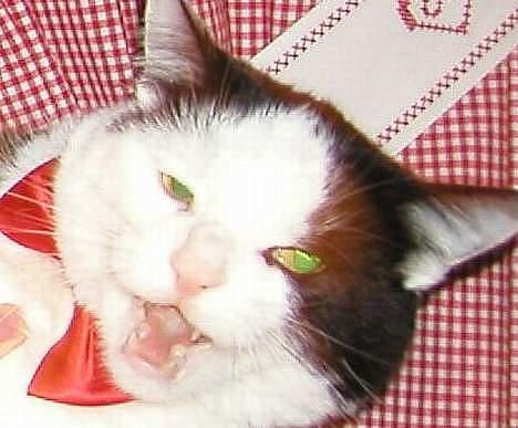 Blanding af racer Jonas - fuck off x) billede 7