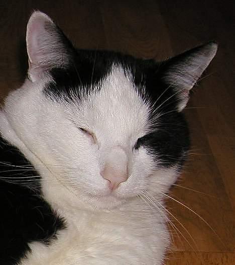 Blanding af racer Jonas billede 8