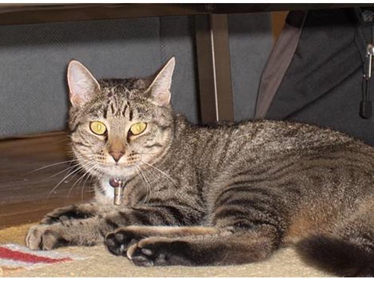 {{currentPhoto.altText}} billede {{currentPhoto.number}}