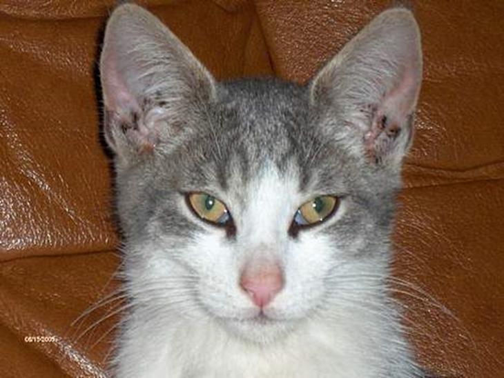 Huskat Bamse Død d. 8/5-08 :-( billede 1