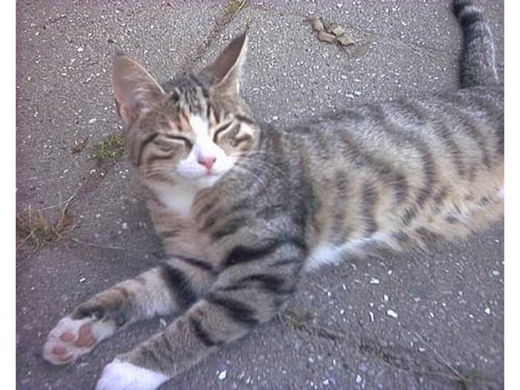 {{currentPhoto.altText}} billede {{currentPhoto.number}}