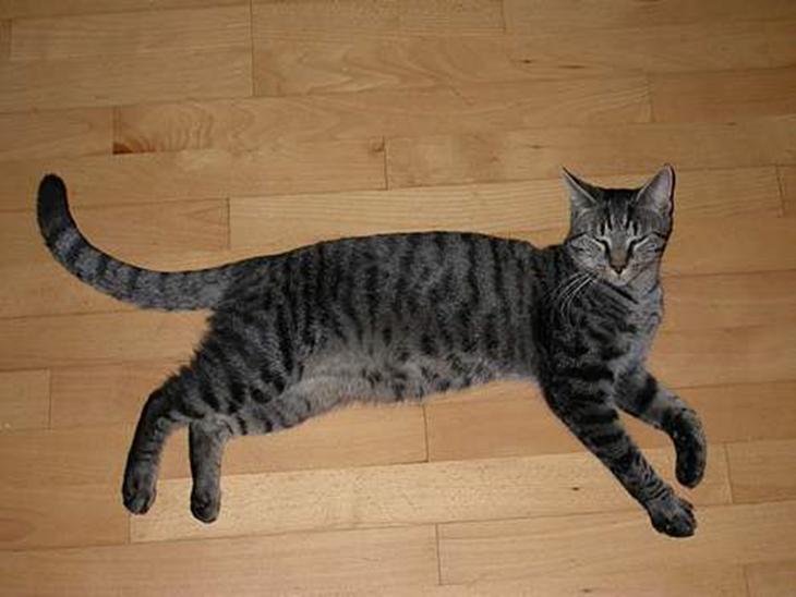 {{currentPhoto.altText}} billede {{currentPhoto.number}}