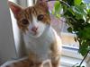 Huskat Balou ( Lille'fis ) 