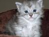 Maine Coon fanny